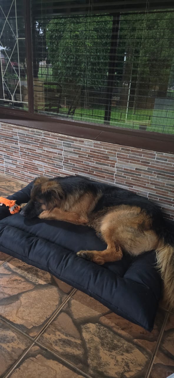 Pet bed 1m x 1.5m