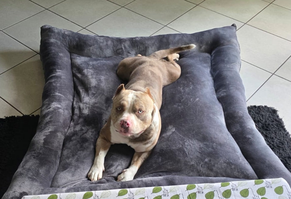 Pet bed 1.5m x 1.5m